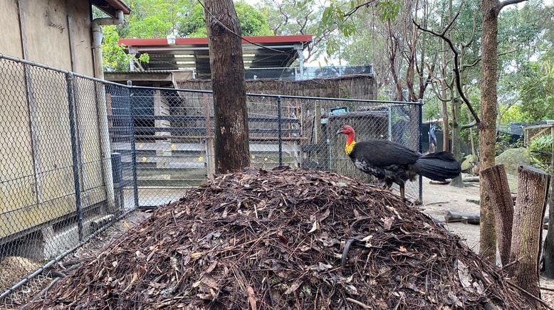 Taronga Zoo Hautnah