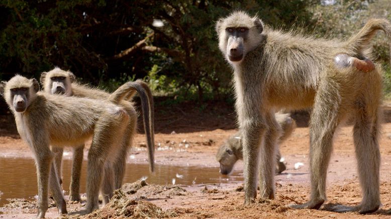 Kenia - Eine Oase im Sand: Leben im Überfluss