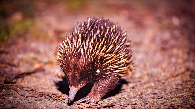 Taronga Zoo Hautnah