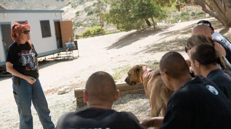 Pitbulls auf Bewährung