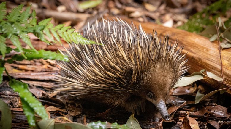 Taronga Zoo Hautnah