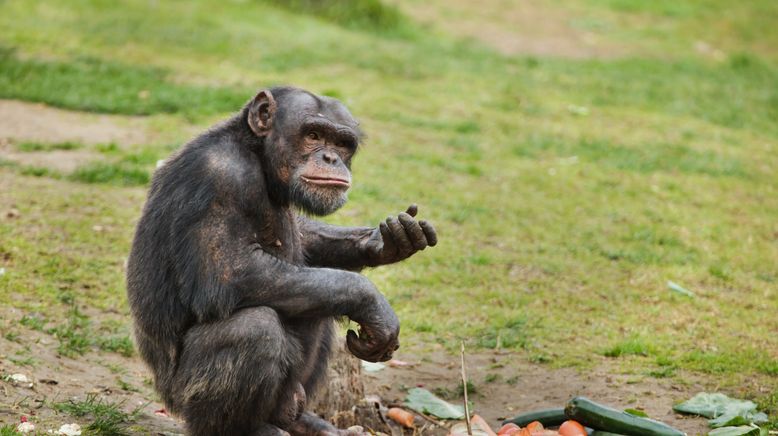 Taronga Zoo Hautnah