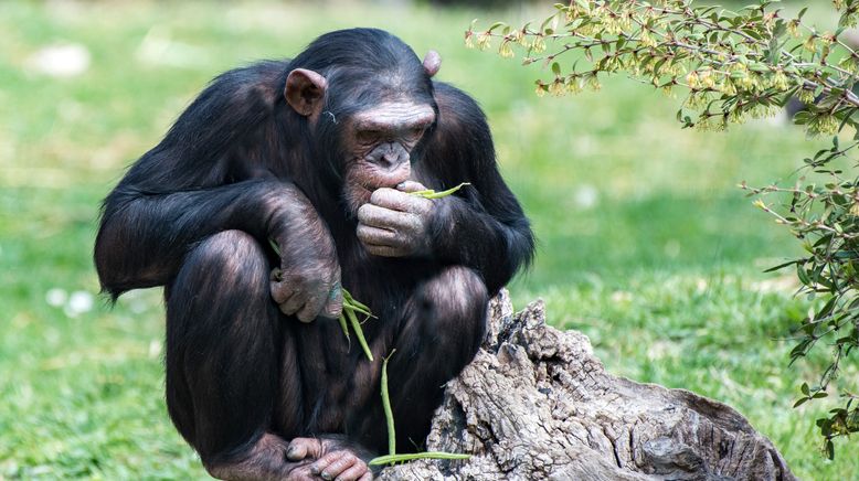 Taronga Zoo Hautnah