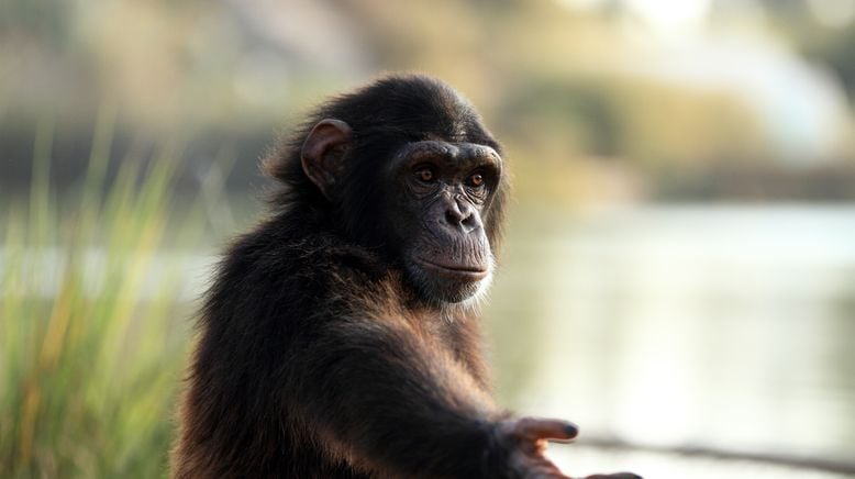 Taronga Zoo Hautnah