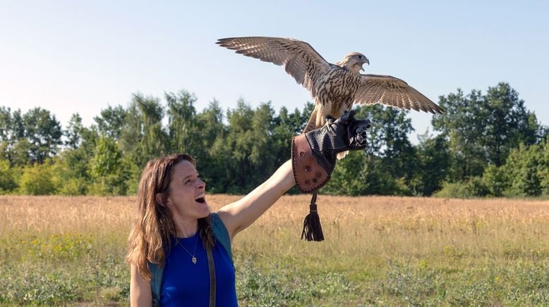 Mein Falke