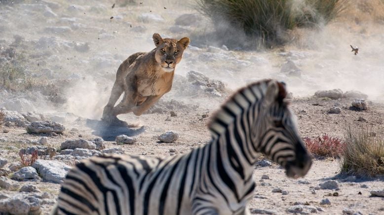 Gefährliche Wildnis