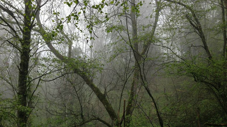 Europas Urwälder