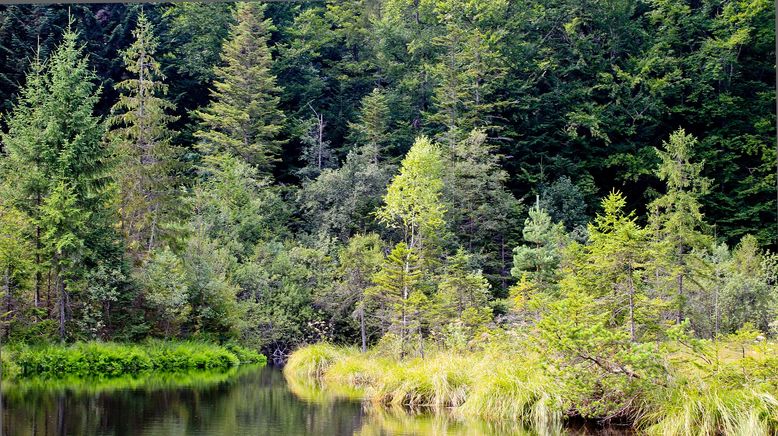 Europas Urwälder