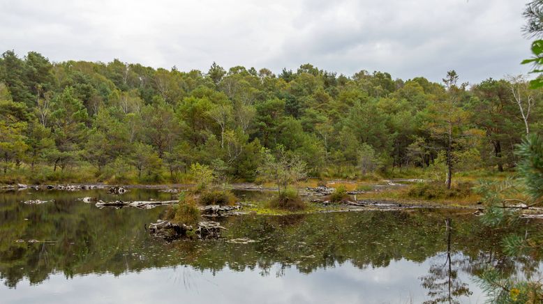 Wald der Biber und Kraniche - Die Dübener Heide