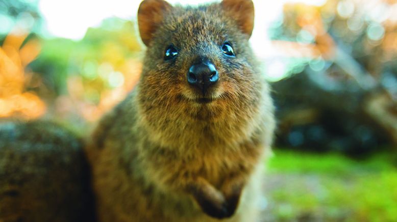 Rottnest Island: Im Reich der Quokkas