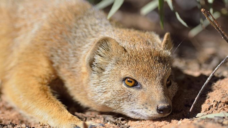 Kalahari - Gesetz der Wildnis