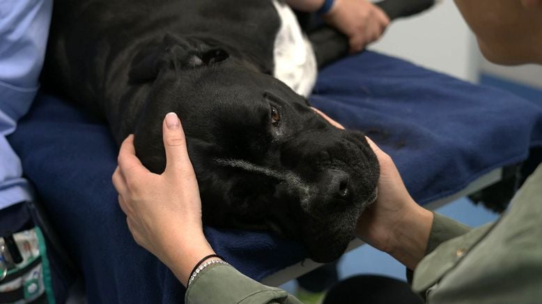 Die großen Hunde - Mit Martin Rütter