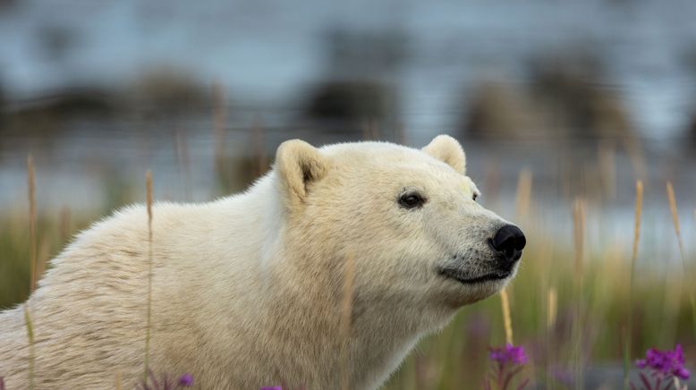 Unglaubliche Tierwanderungen