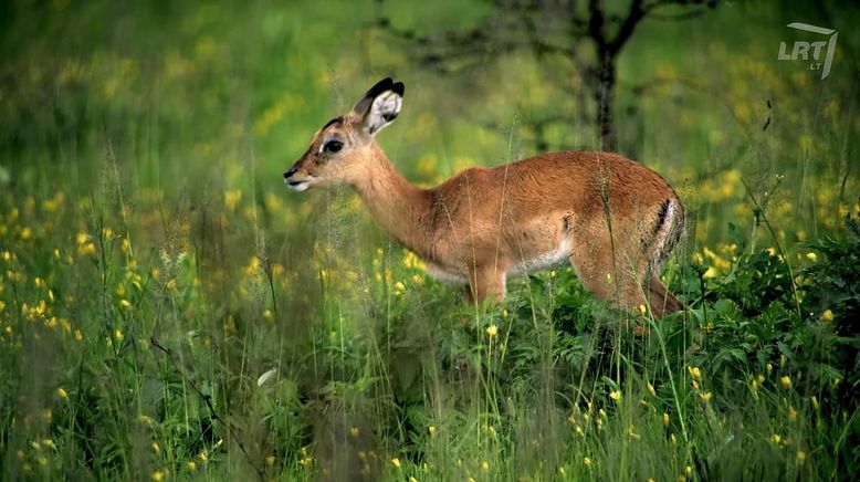 Wasserlöcher - Oasen für Afrikas Fauna