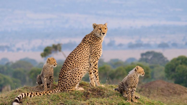 Die Großkatzen der Masai Mara