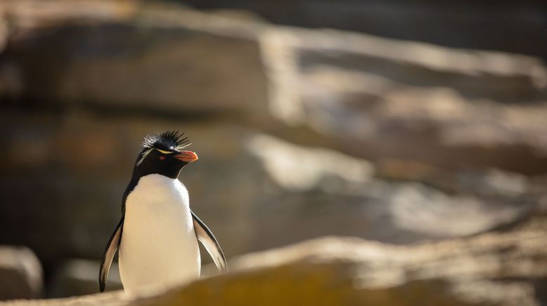 Unglaubliche Tierwanderungen