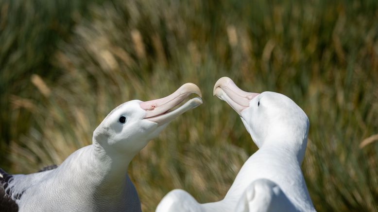 Unglaubliche Tierwanderungen