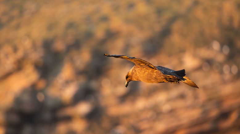 Unglaubliche Tierwanderungen