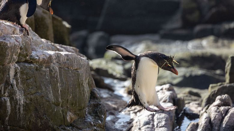 Unglaubliche Tierwanderungen