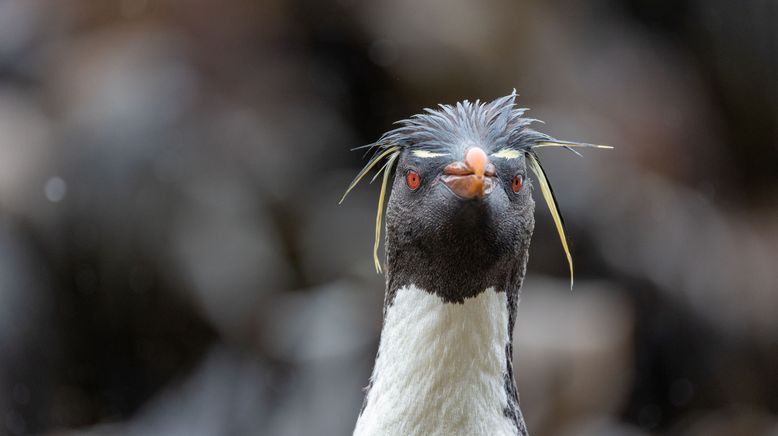 Unglaubliche Tierwanderungen