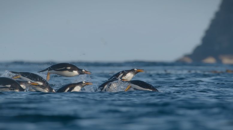 Unglaubliche Tierwanderungen