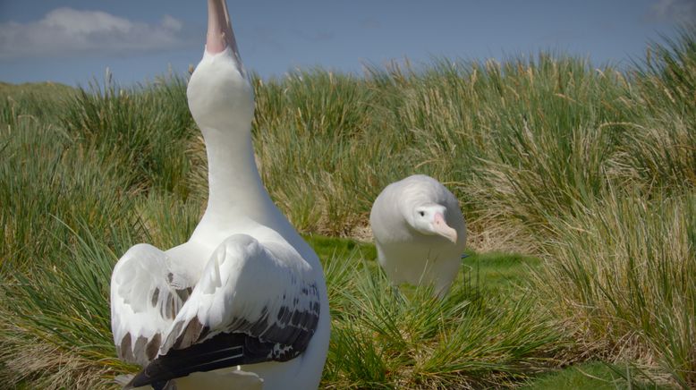 Unglaubliche Tierwanderungen