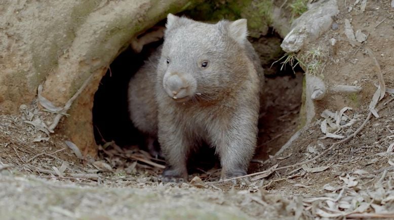 Das geheime Leben der Wombats