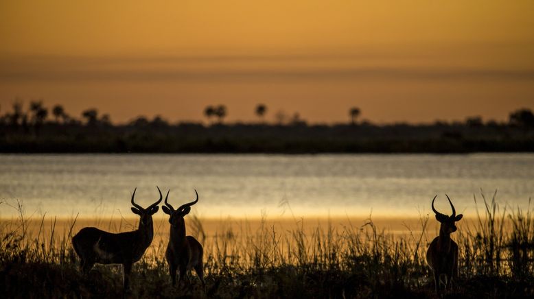 Naturwunder Okawango