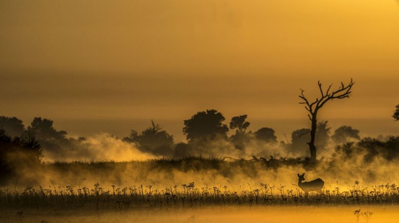 Okawango - Fluss der Träume