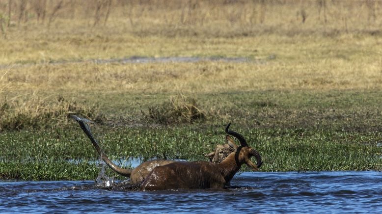 Naturwunder Okawango