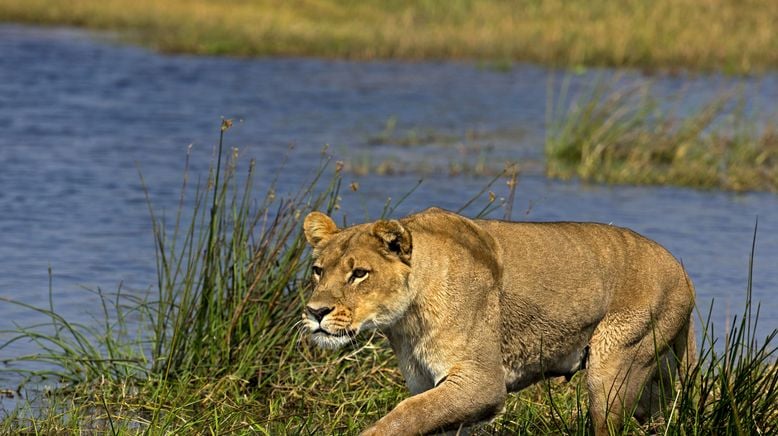 Naturwunder Okawango