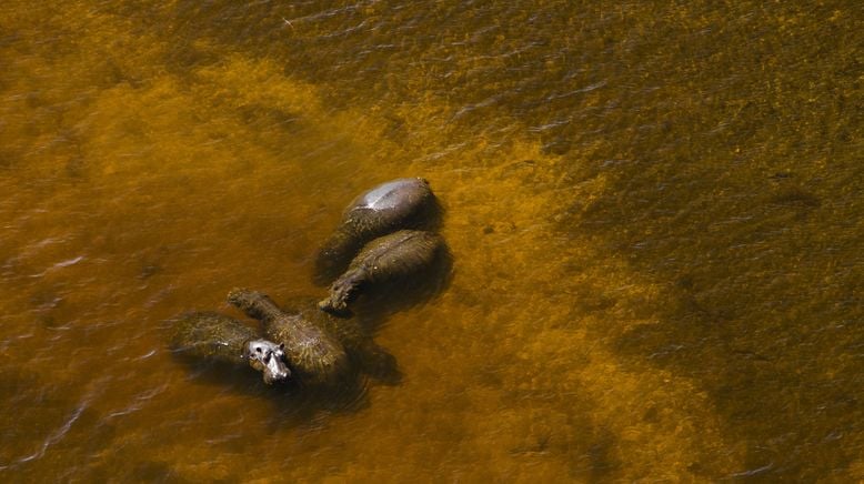 Naturwunder Okawango