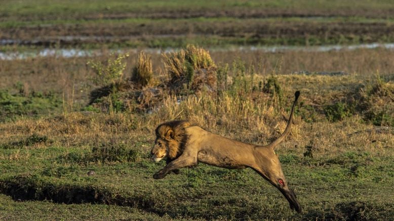 Naturwunder Okawango