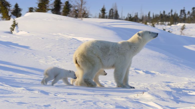 Unglaubliche Tierwanderungen