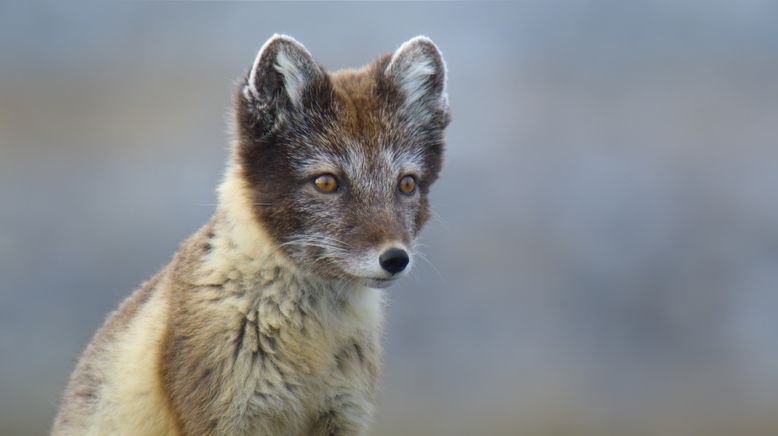 Unglaubliche Tierwanderungen