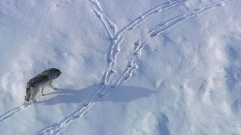 Unglaubliche Tierwanderungen