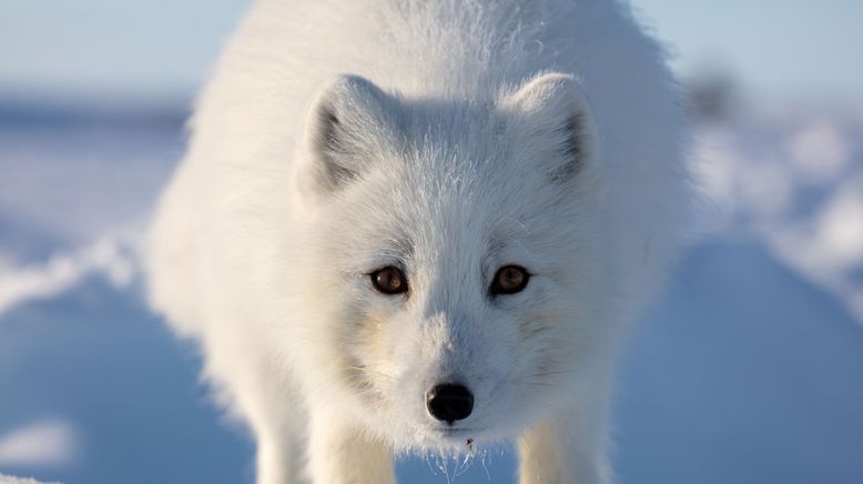 Unglaubliche Tierwanderungen