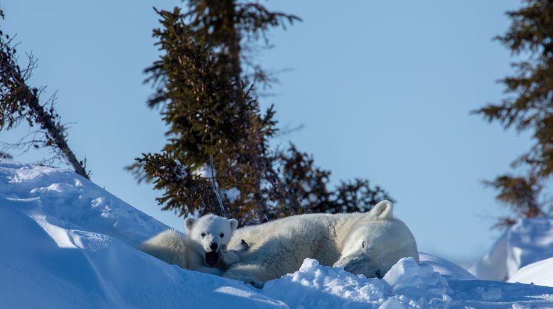 Unglaubliche Tierwanderungen