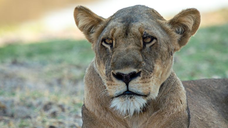 Wildhunde: Das Rudel gegen Löwen