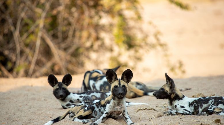 Wildhunde: Das Rudel gegen Löwen