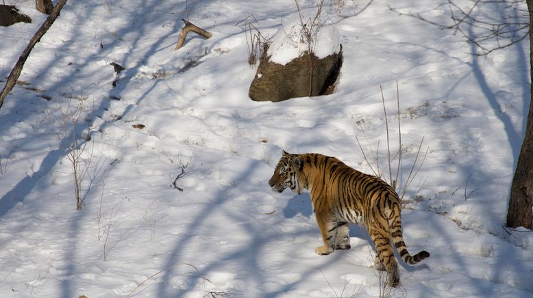 Tierische Schnee-Schule