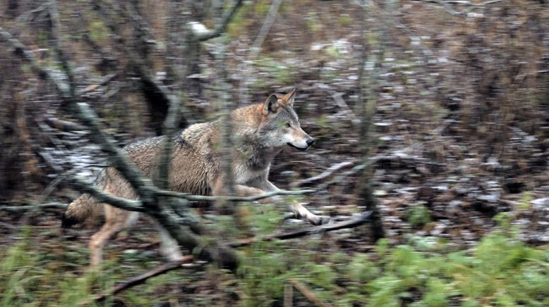 Wilder Grenzgänger