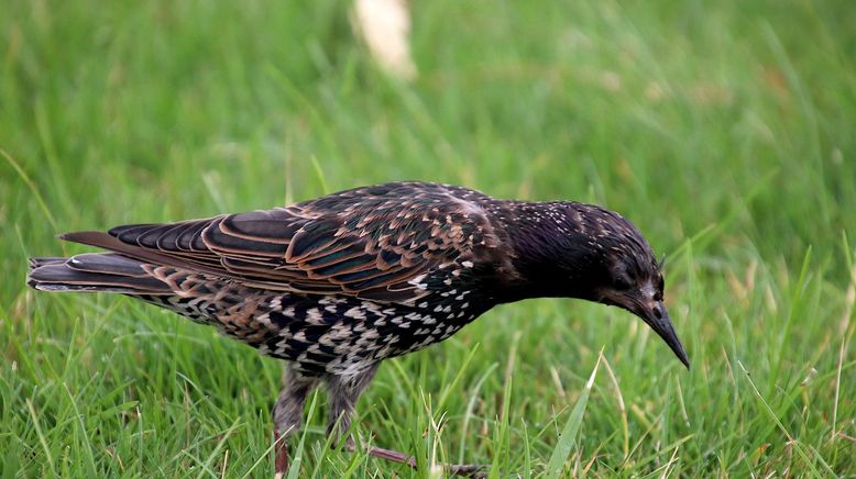 Gefiederte Nachbarn - Unsere Gartenvögel