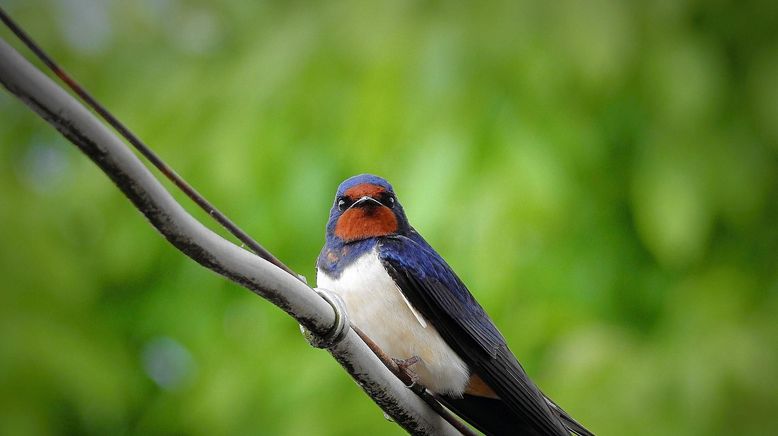 Gefiederte Nachbarn - Unsere Gartenvögel