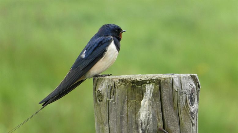 Gefiederte Nachbarn - Unsere Gartenvögel