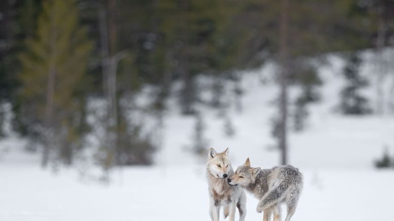 Warten auf den Wolf