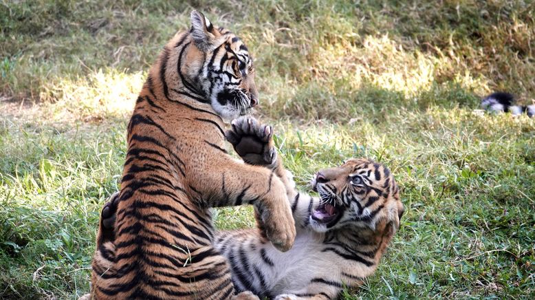 Tierisch unglaublich!