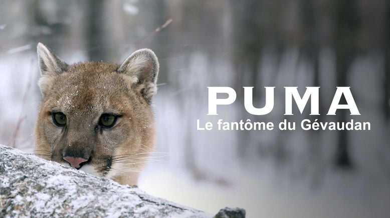 Der unsichtbare Puma