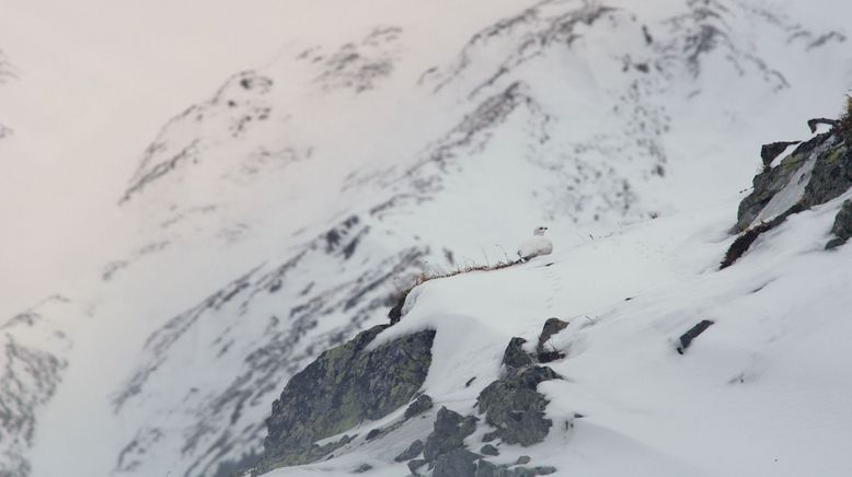 Der ersehnte Schnee