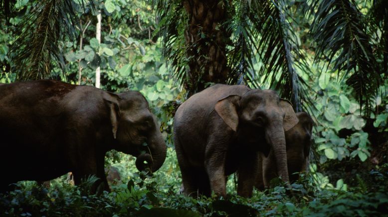 Tierisch unglaublich! - Fakten des Tierreichs